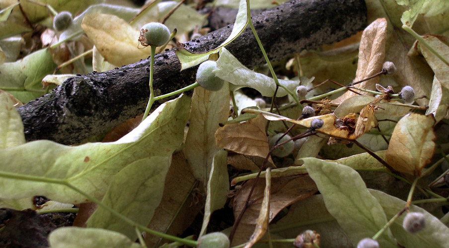 Dans le bois de la Cambre Brussels